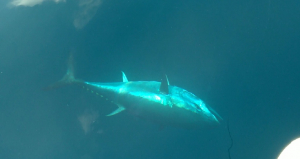 Pêche haute mer Salento